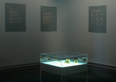 'Rosengarten', exhibition view