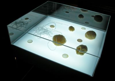 Rosengarten, sponge, silk ribbon, mother of pearl & poetry